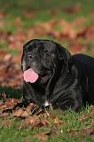 CANE CORSO 1406